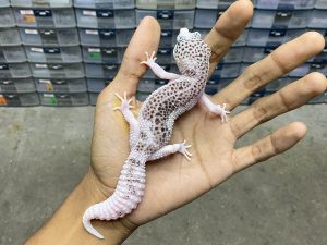 P-246 | SUPER PIED (PATTERN TEBAL) - BETINA