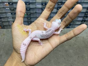 P-247 | EXTREME PIED - BETINA