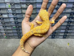 M-152 | ALBINO FIRE TREMPER - JANTAN