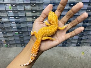M-154 | ALBINO FIRE TREMPER - JANTAN