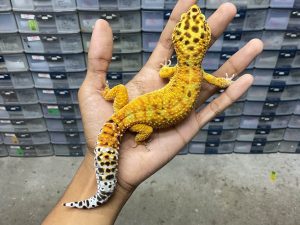 M-155 | TANGERINE HET. ALBINO TREMPER - JANTAN