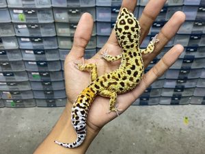 M-156 | EMERINE/ EMERALD TANGERINE - JANTAN