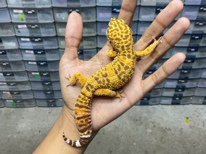 M-157 | ALBINO FIRE TREMPER - JANTAN