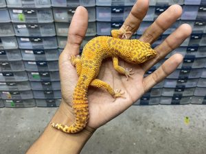 M-158 | ALBINO FIRE TREMPER - JANTAN