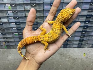 M-159 | ALBINO FIRE TREMPER - JANTAN