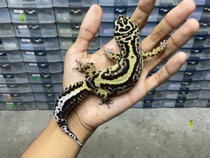 M-160 | BOLD STRIPE AFGHAN - JANTAN