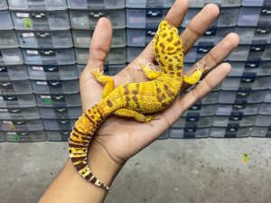 M-161 | ALBINO FIRE TREMPER - JANTAN