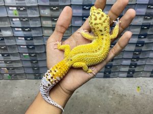 M-162 | PATTERNLESS HET. ALBINO TREMPER ECLIPSE - JANTAN