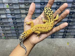 M-163 | EMERINE/ EMERALD TANGERINE - JANTAN