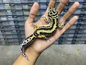 M-164 | BOLD STRIPE AFGHAN - JANTAN