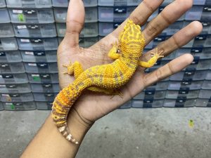 M-165 | ALBINO FIRE TREMPER - JANTAN
