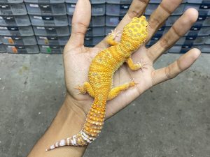 F-228 | ALBINO FIRE TREMPER - BETINA