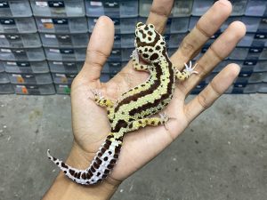 F-230 | BOLD STRIPE AFGHAN BLOOD LINE - BETINA