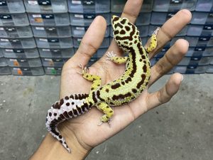 F-234 | BOLD STRIPE AFGHAN BLOOD LINE - BETINA