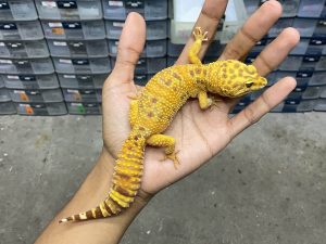 F-236 | ALBINO FIRE TREMPER - BETINA