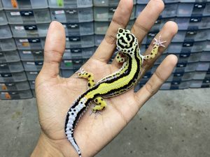 P-249 | BOLD STRIPE TEMBUS POSSIBLE HET. TREMPER - JANTAN