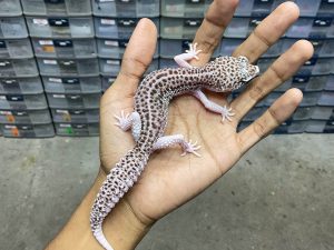 P-233 | PIED/ SUPER SNOW ECLIPSE MOTIF TEBAL - BETINA