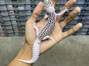 P-244 | SUPER PIED/ SUPER SNOW ECLIPSE MOTIF TEBAL - BETINA