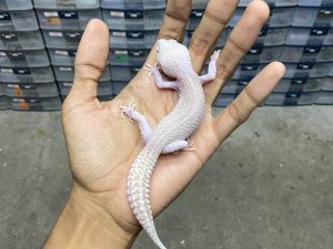 P-250 | PIED ALBINO/ SUPER SNOW RAPTOR PIED - JANTAN