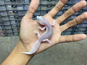 P-251 | PIED/ SUPER SNOW ECLIPSE HET. TREMPER (SUPER PIED) - BETINA