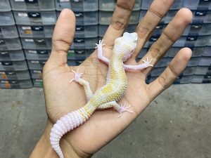 P-253 | WHITE & YELLOW MACK SNOW RAINWATER POSSIBLE HET. CYCLONE - JANTAN