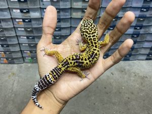 P-254 | BLACK NIGHT POSSIBLE HET. TREMPER - JANTAN