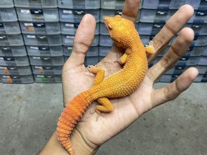 P-255 | ALBINO SUNGLOW TOMATO - BETINA