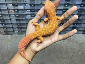 P-256 | ALBINO SUNGLOW TOMATO - JANTAN