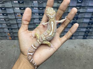 J-149 | ALBINO MACK SNOW TREMPER BLACK NIGHT HET. ECLIPSE - JANTAN