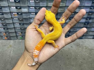 J-265 | ALBINO SUNGLOW - BETINA