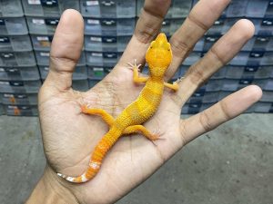 J-266 | ALBINO SUNGLOW - JANTAN