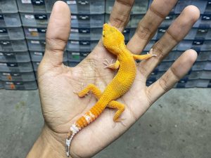 J-267 | ALBINO SUNGLOW - JANTAN