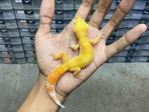 J-268 | ALBINO SUNGLOW ECLIPSE (MATA UNIK) - JANTAN