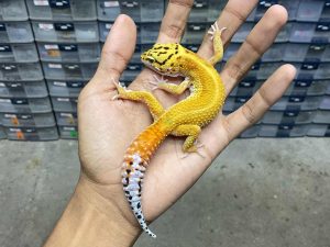 J-269 | EMERINE RED STRIPE HET. TREMPER - JANTAN