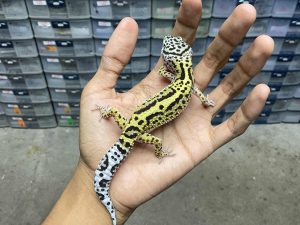 J-270 | MACK SNOW POSSIBLE HET. TREMPER - BETINA