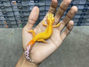 J-272 | APTOR RED STRIPE - BETINA