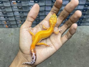 J-274 | APTOR RED STRIPE - BETINA