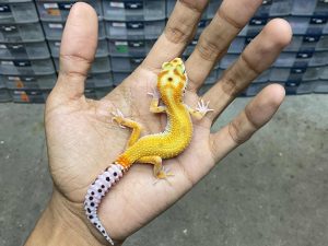 J-276 | EMERALD TANGERINE/ EMERINE RED STRIPE - BETINA