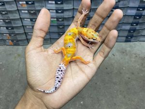 J-277 | EMERINE/ EMERALD TANGERINE - BETINA