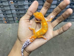 J-278 | EMERINE/ EMERALD TANGERINE HET. ECLIPSE - JANTAN