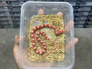 CS-11 | AMELANISTIC (ALBINO) - BABY INCUB. BETINA