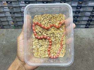 CS-12 | AMELANISTIC (ALBINO) - BABY INCUB. BETINA