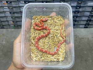 CS-14 | AMELANISTIC MOTLEY - BABY INCUB. BETINA