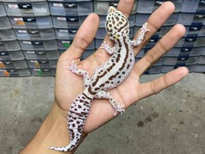 F-244 | BOLD STRIPE ( LINE MACK SNOW) - BETINA