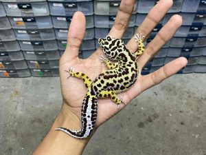 F-245 | BOLD STRIPE AFGHAN - BETINA