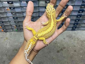 F-246 | ALBINO BELL BOLD STRIPE - BETINA