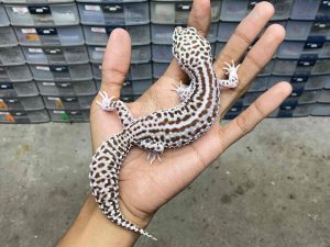 F-247 | SUPER SNOW ECLIPSE HET. TREMPER - BETINA