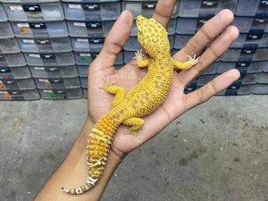 F-248 | ALBINO FIRE TREMPER - BETINA