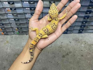 F-249 | ALBINO FIRE TREMPER - BETINA