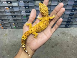 F-250 | ALBINO FIRE TREMPER - BETINA